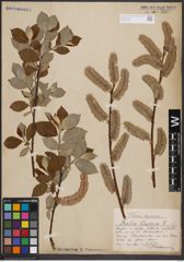 Foto von Salix caprea L.